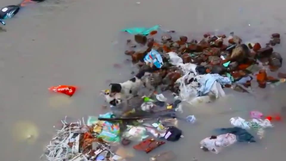 The dog picks up her pup gently and begins to carry it across the water. Photo: YouTube