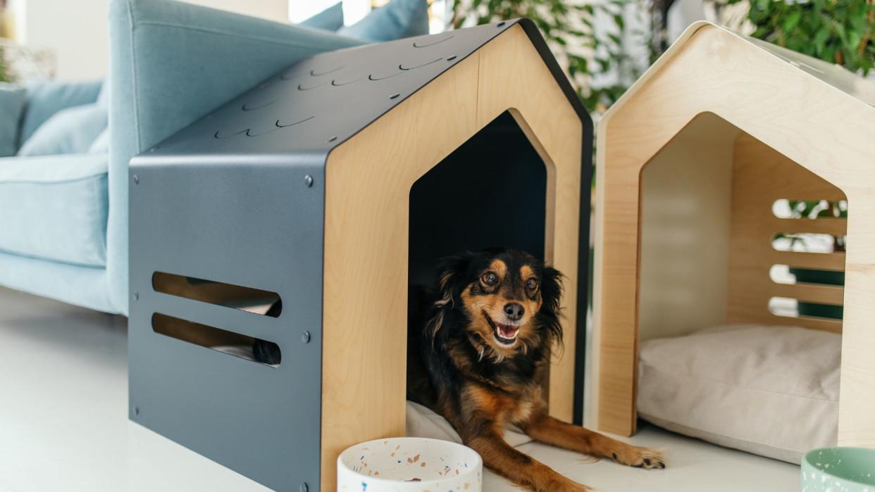 Dog hiding in a den