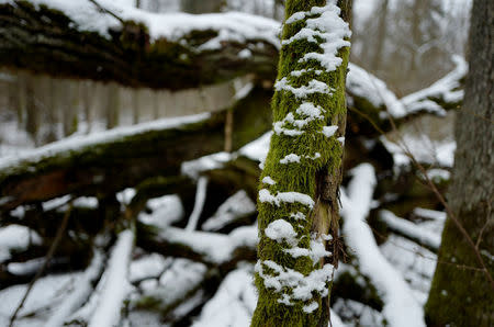 A bough covered with moss and snow is seen in Bialowieza forest, the last primeval forest in Europe, near Bialowieza village, Poland February 14, 2018. Picture taken February 14, 2018. REUTERS/Kacper Pempel