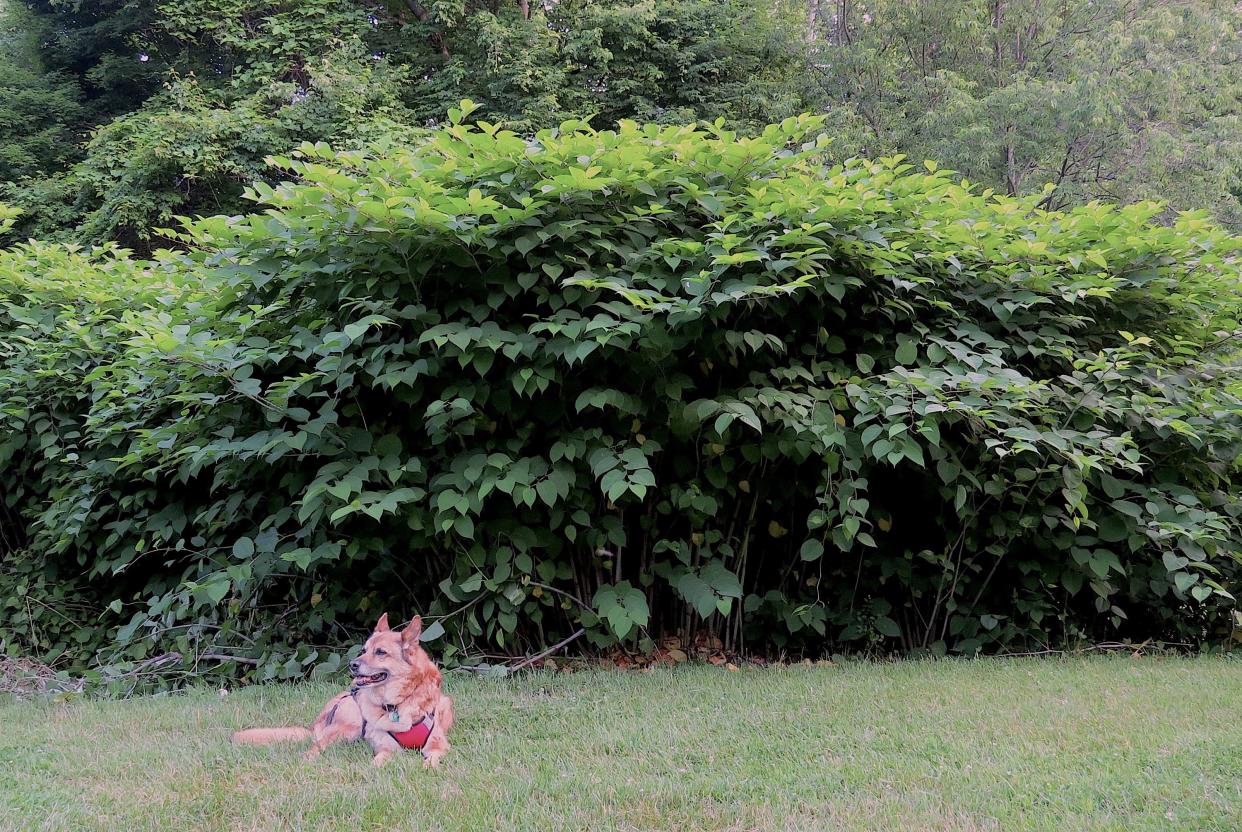 Dogged by invasive plants. About a third of this yard — roughly an acre — was covered with Japanese knotweed, an invasive plant that grows to 10 feet or more. After six years of eradication efforts, the knotweed infestation has been reduced by 90%.