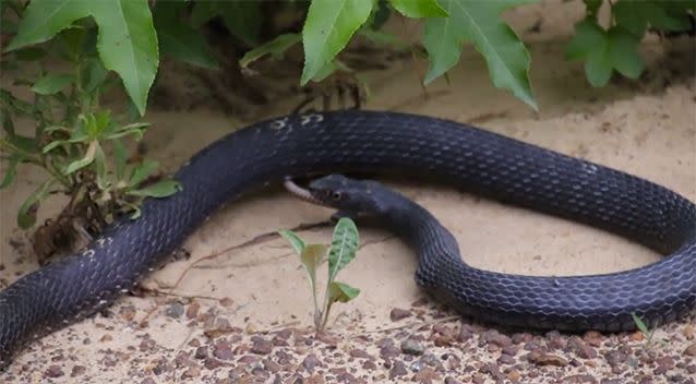 The snake looked like it was having trouble keeping something down. Source: YouTube/Christopher Reynolds