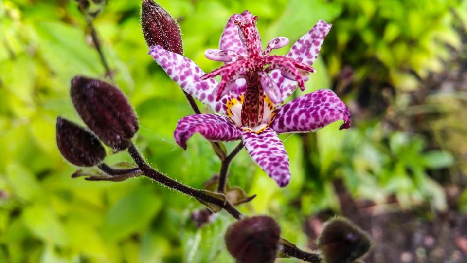 Close-Up Of Flower Blooming Outdoors