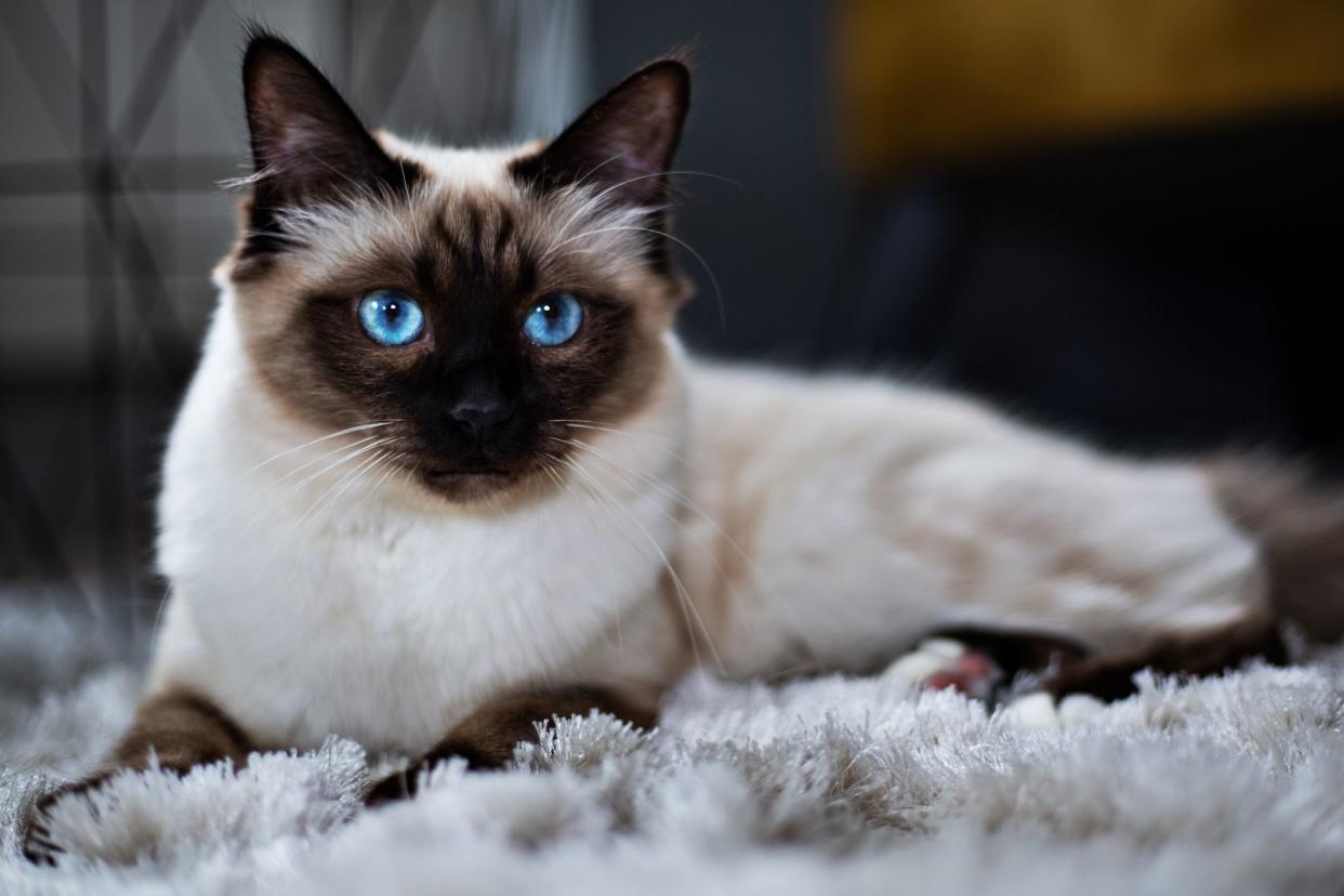A Birman cat laying on a fluffy light grey rug, looking towards the right, a blurred background of dark colors