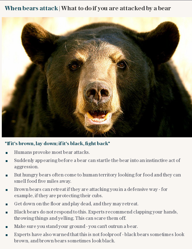 When bears attack | What to do if you are attacked by a bear