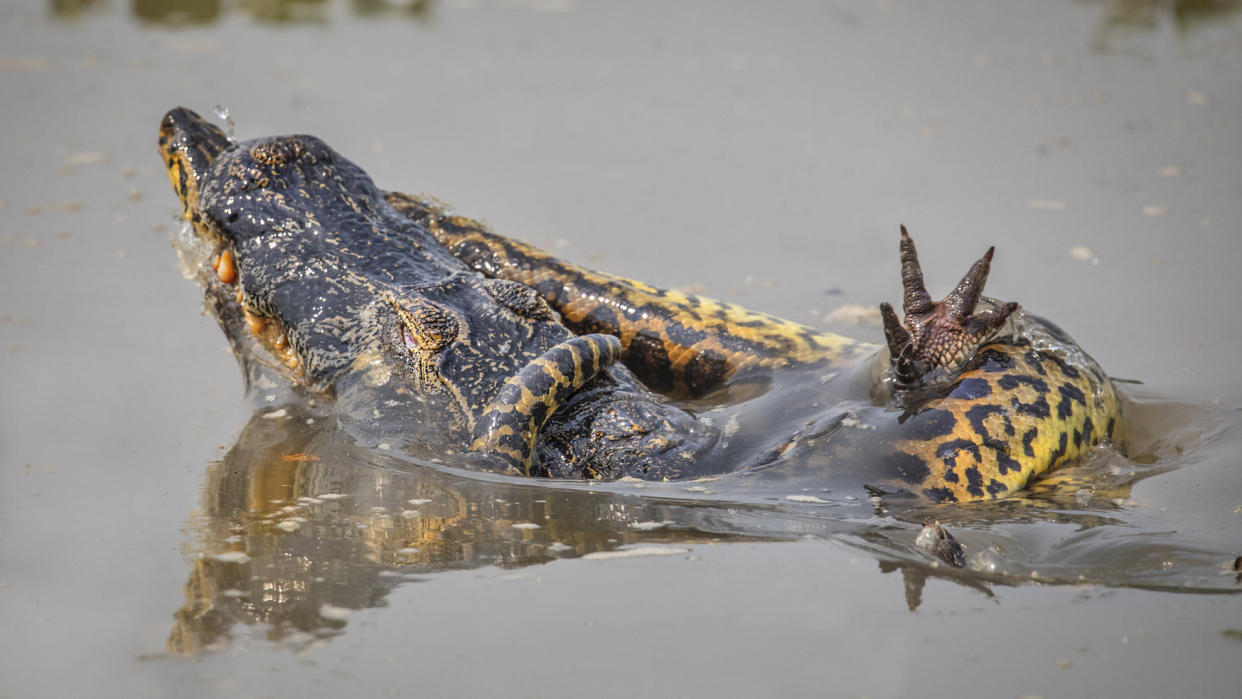 The animals clashed in swamplands in Pantanal, Brazil (Picture: SWNS)