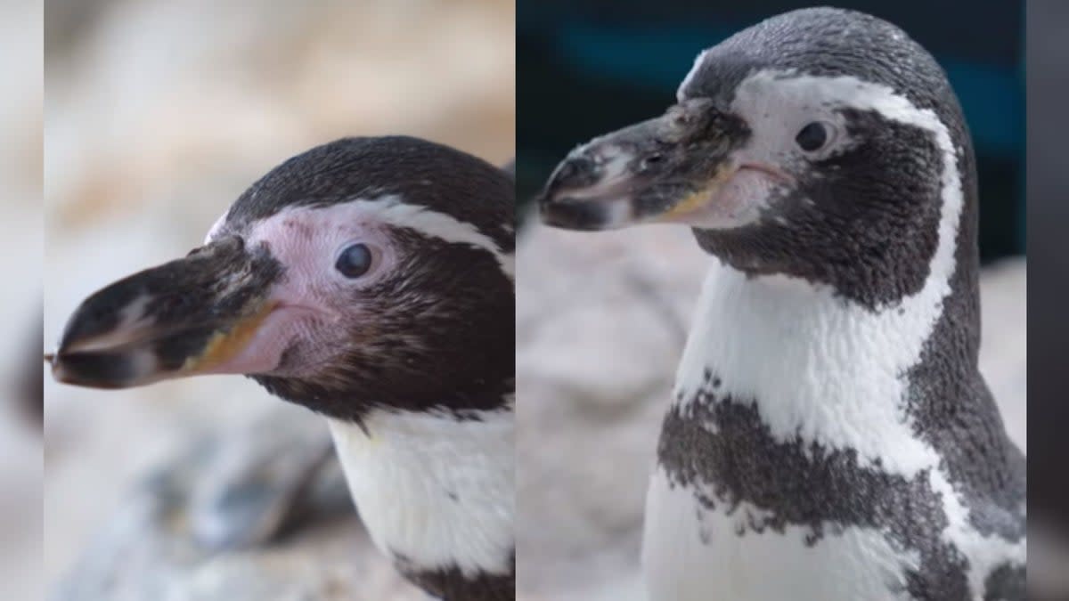 The doctors removed the cataracts and implanted custom lenses for the King penguins in ‘likely a first of its kind for the species’ (Screengrab: Facebook/ Mandai Wildlife Reserve)