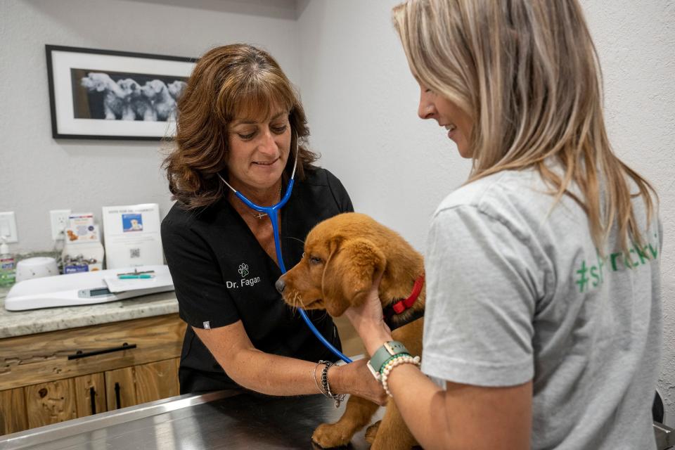 Dr. Raquel Fagan of Shamrock Animal Hospital checks over a service dog from the Patriot Service Dogs organization. [Cindy Peterson/Correspondent]