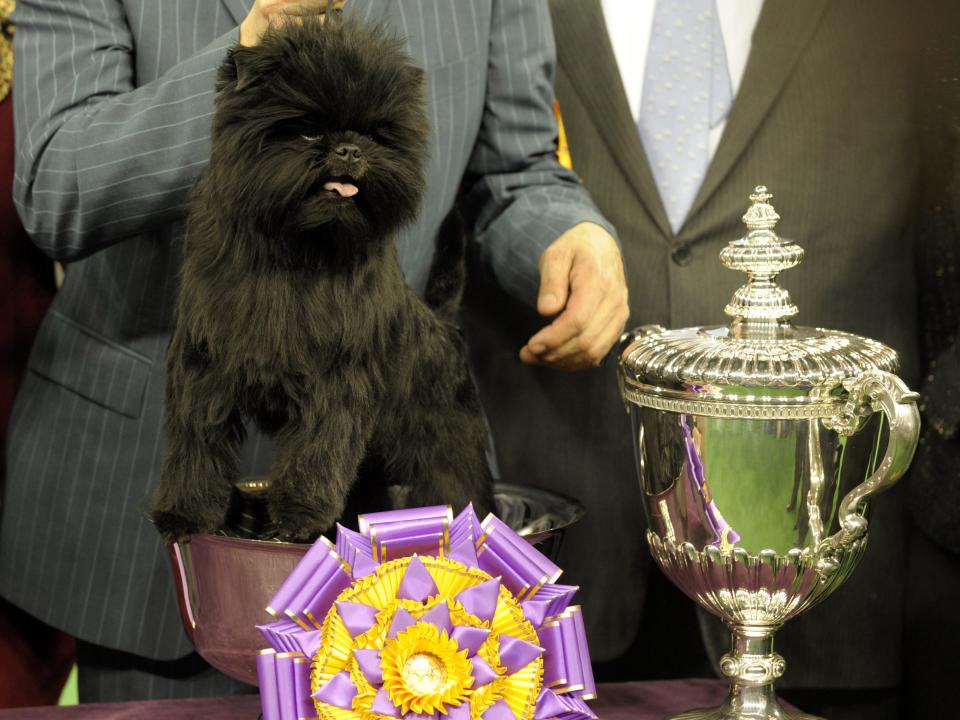 westminster winner 2013