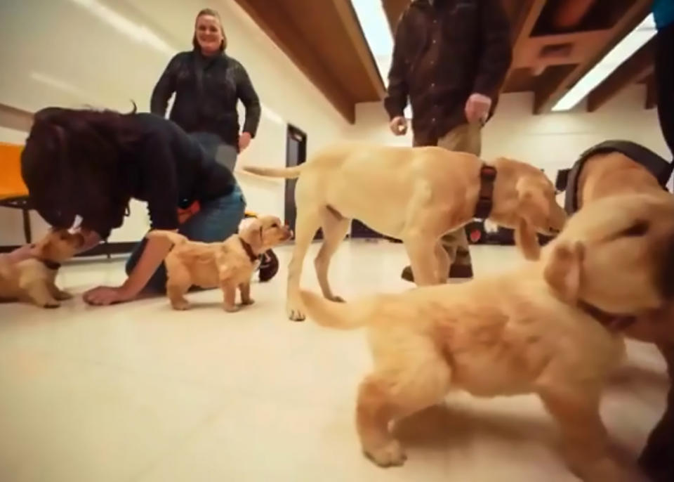 American students during a puppy cuddling session. Source: <span>CEN/ Australscope</span>