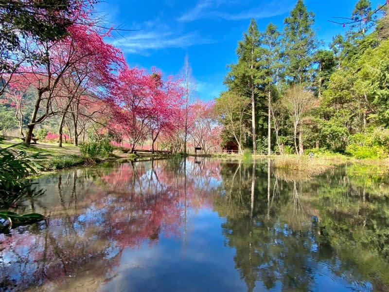 奧萬大每年春天限定粉綠相間的絕美景象。(圖／奧萬大國家森林遊樂區提供)