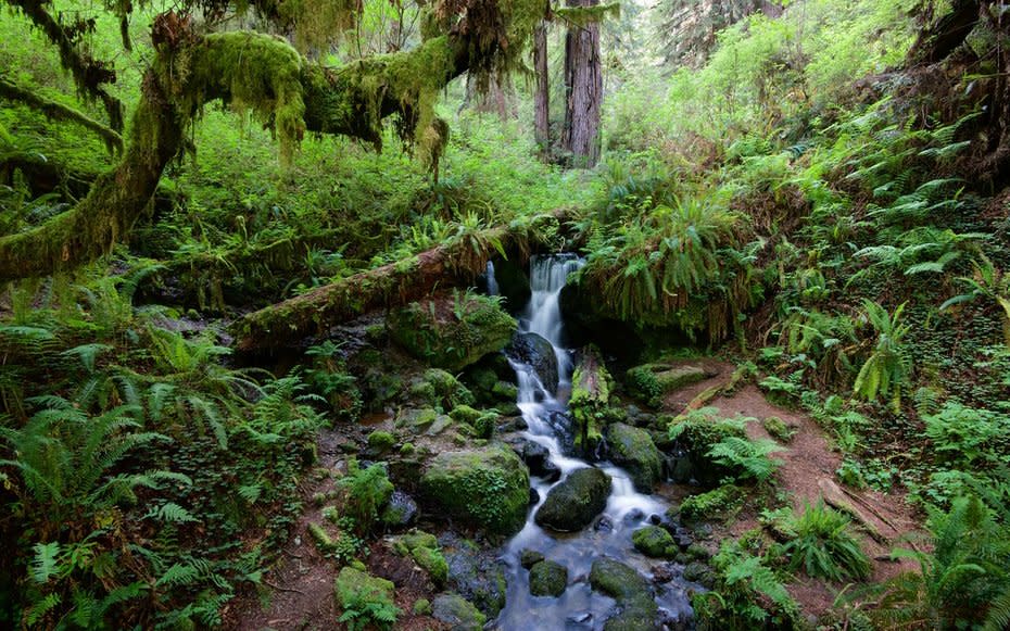 <p>If youve followed Littens advice to get off the beaten path, youll be nearby one of his favorite hikes, called <a rel="nofollow noopener" href="http://www.redwoodhikes.com/RNP/Trillium.html" target="_blank" data-ylk="slk:Trillium Falls;elm:context_link;itc:0;sec:content-canvas" class="link ">Trillium Falls</a>.</p><p>Its really good for families with kids of any age, he said. You can make the trek as short as a two-mile loop, and you might see owls, black bears, and a little waterfall. There are nearby restrooms and plenty of parking, the latter of which is hard to come by in the summertime.</p>