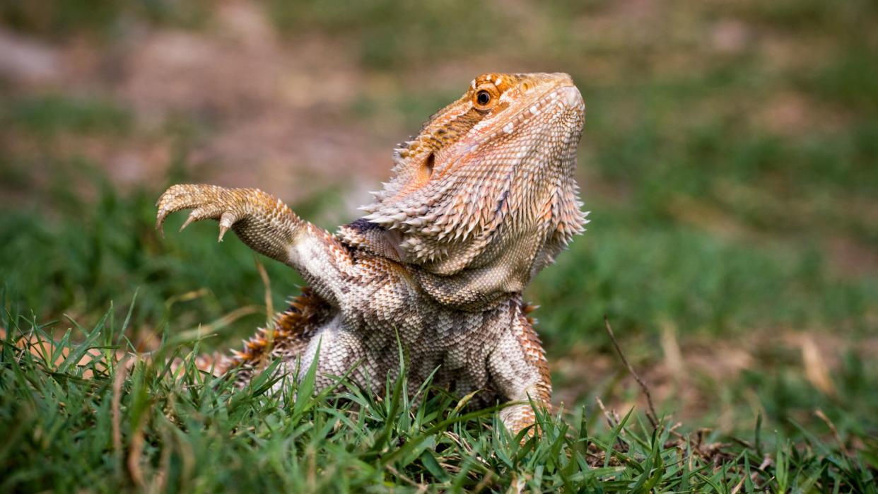 Bearded dragon in the grass