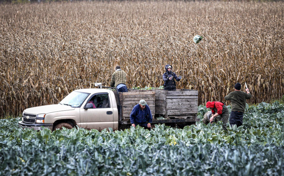 FILE - Workers in the Schoharie Valley harvest cauliflower on a rainy autumn morning at Shaul Farms on Thursday, Oct. 30, 2014, in Fultonham, N.Y. New York state is now looking at lowering the farm worker overtime threshold from 60 hours a week. (AP Photo/Mike Groll, File)