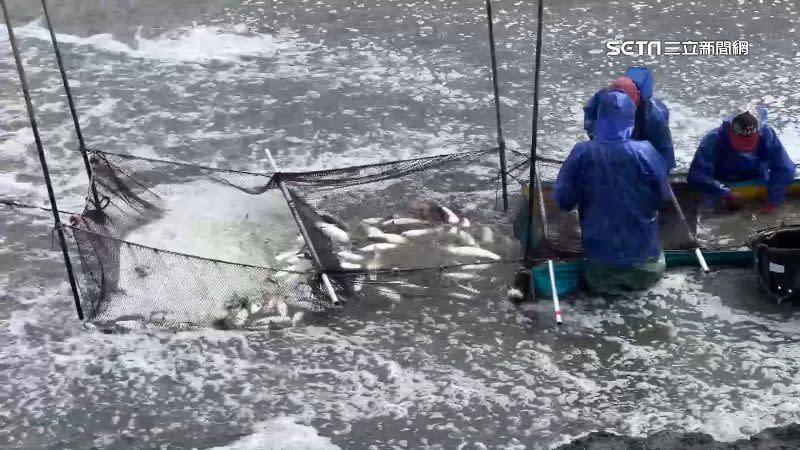 因為氣候關係烏魚卵油質劣化，漁民被迫放棄捕撈剖卵。