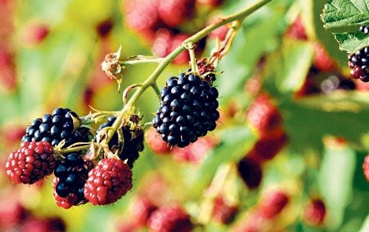 Edibles such as blackberries are included on the RHS’s list of nuisance plants - John Taylor