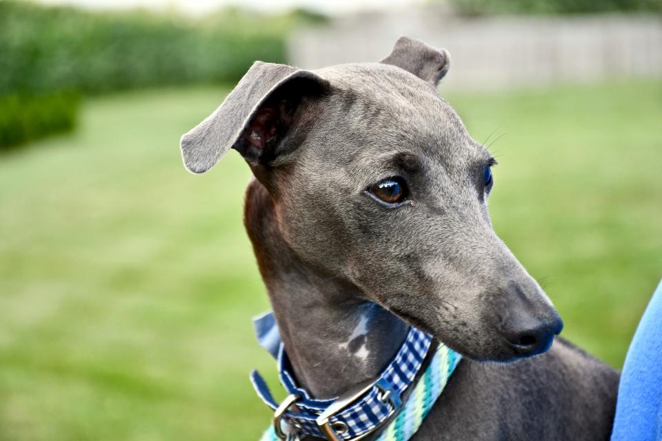 18. Italian Greyhound