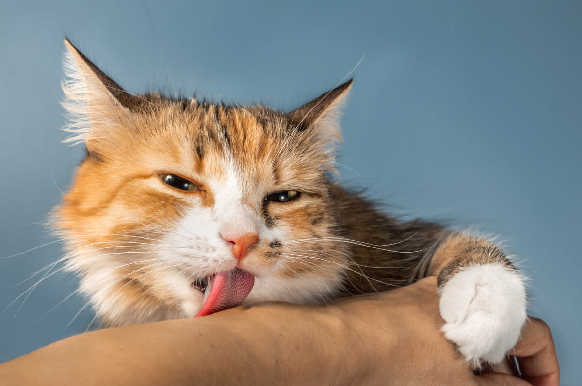 A cat licking its owner's arm<p>sophiecat via Shutterstock</p>