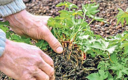 spring jobs to do in uk garden advice sow prune plant cut back now 2022 - Andrea Jones