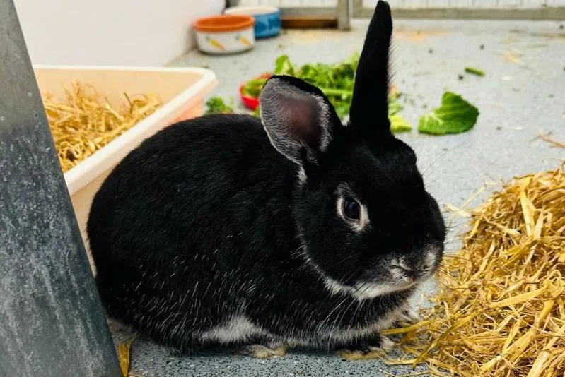 Two-year-old Rodger has a huge character and love for attention and being around people. He's quite confident once settled and will happily come up and say hello - he enjoys a stroke and fuss too. (Photo: RSPCA)