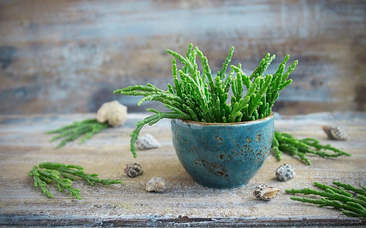 Sea asparagus craze takes hold of Emiratis as country looks to desert farms to tackle food insecurity - Elena Moskalenko /Getty Images Contributor 