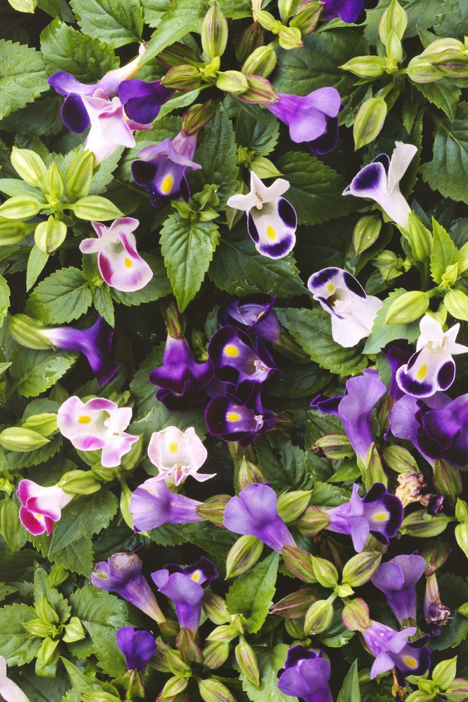 patio plants, close up of white and purple torenia flowers
