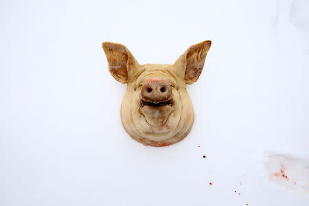 A pig's head lies on snow in the village of Khrapkovo, Belarus February 3, 2017. REUTERS/Vasily Fedosenko