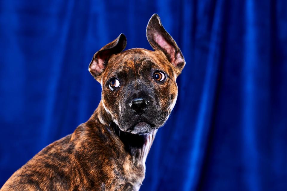 Puppies with special needs playing in puppy bowl 2023