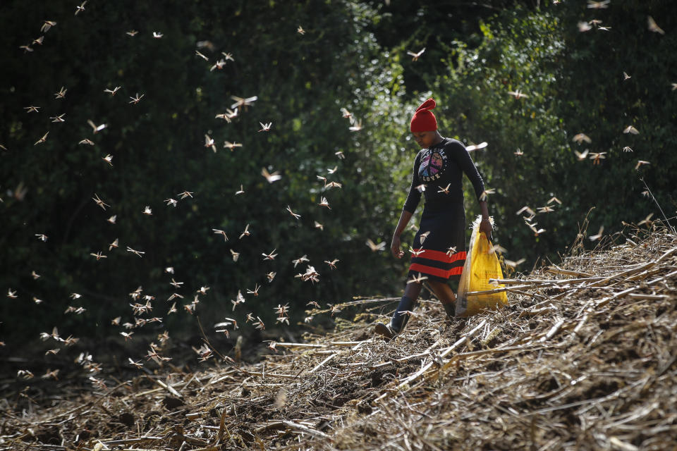 A woman catches locusts to be sold as poultry feed to a local vendor, on a farm in Elburgon, in Nakuru county, Kenya Wednesday, March 17, 2021. It's the beginning of the planting season in Kenya, but delayed rains have brought a small amount of optimism in the fight against the locusts, which pose an unprecedented risk to agriculture-based livelihoods and food security in the already fragile Horn of Africa region, as without rainfall the swarms will not breed. (AP Photo/Brian Inganga)