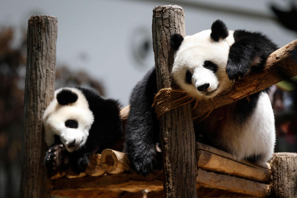 <p>Liang Liang, right, formerly known as Feng Yi, a female giant panda from China and her one year old female cub, Nuan Nuan, sleep after eating cake during her 10th birthday celebration at the Giant Panda Conservation Center at the National Zoo in Kuala Lumpur, Malaysia, Tuesday, Aug. 23, 2016. The two giant pandas have been on loan to Malaysia from China for 10 years since May 21, 2014, to mark the 40th anniversary of the establishment of diplomatic ties between the two nations. (AP Photo/Joshua Paul)</p>