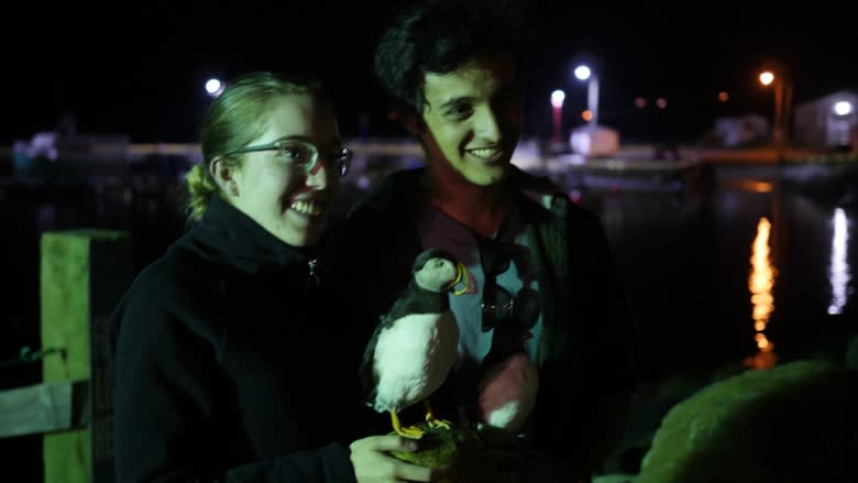 Annual rescue of pufflings — baby puffins — underway in Witless Bay