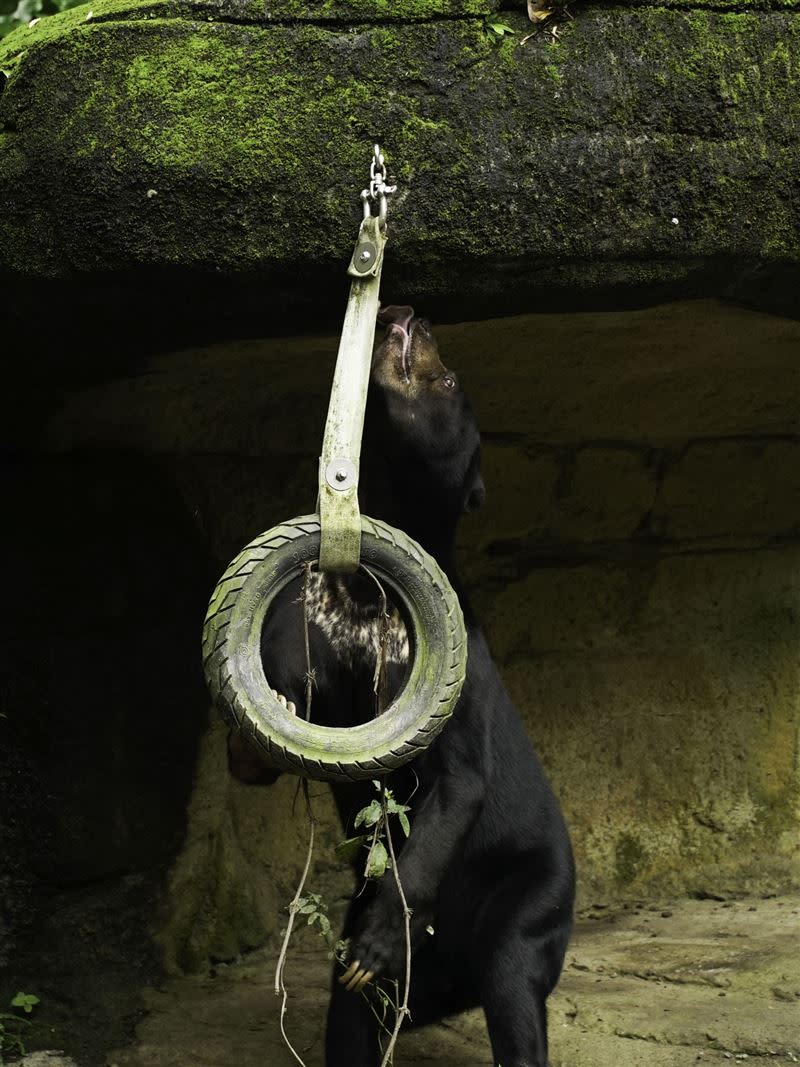  動物園現在從多樣食材跟環境改變下手。（圖／動物園提供）