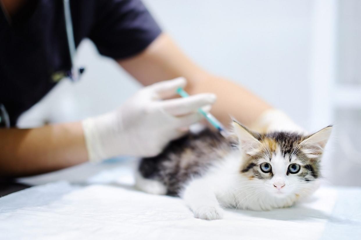 Female veterinary doctor giving a vaccine injection to a kitten