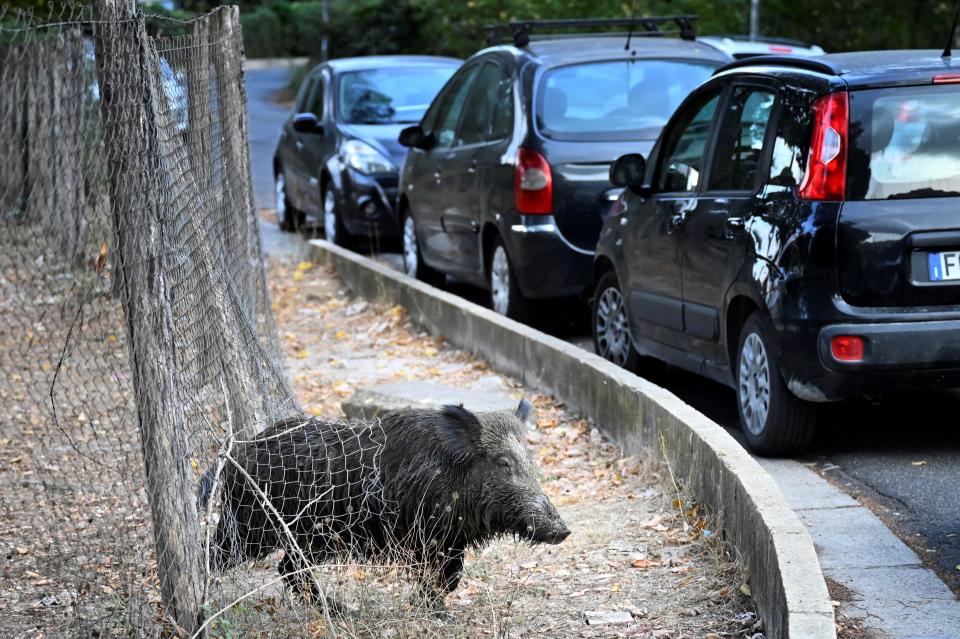 A wild boar is seen on a street in Rome, Italy, September 27, 2021. / Credit: ALBERTO PIZZOLI/AFP/Getty