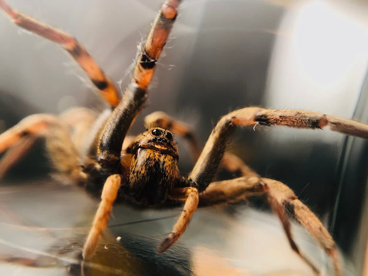 Colin Blake says he was bitten by a Peruvian wolf spider while eating outside in France (Wikimedia Commons)