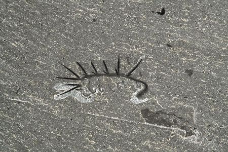 A Hallucigenia sparsa whose fossils have been unearthed in the Burgess Shale site in the Canadian Rocky Mountains, belonging to a primitive group of velvet worms, animals that still exist today, is shown in this image released on June 23, 2015. REUTERS/Jean-Bernard Caron/Handout