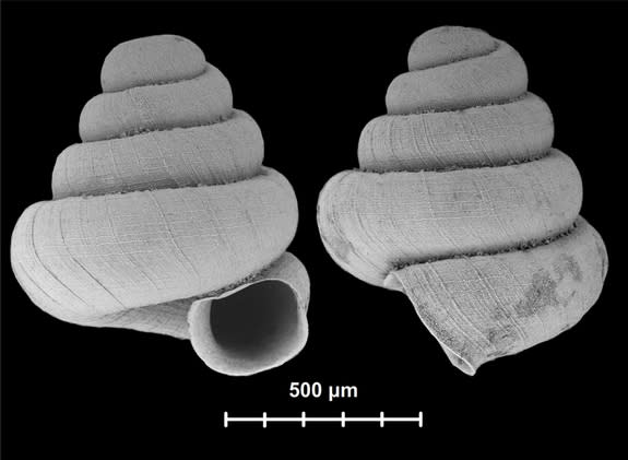 A new micro-snail species, <i>Angustopila subelevata</i> averages just over 0.03 inches (0.87 millimeters) in shell height, making it among the tiniest land snails in the world. This snail also comes from Guangxi province.