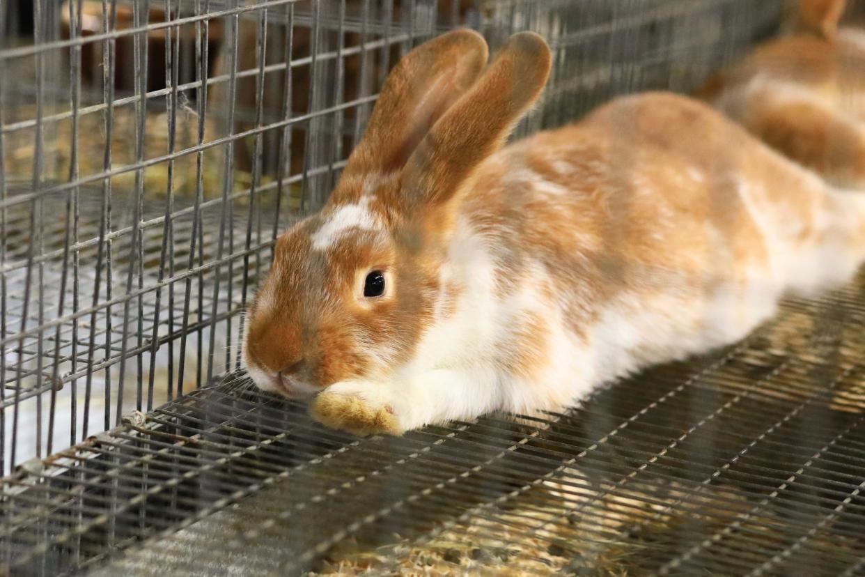 A rabbit is seen in a cage.