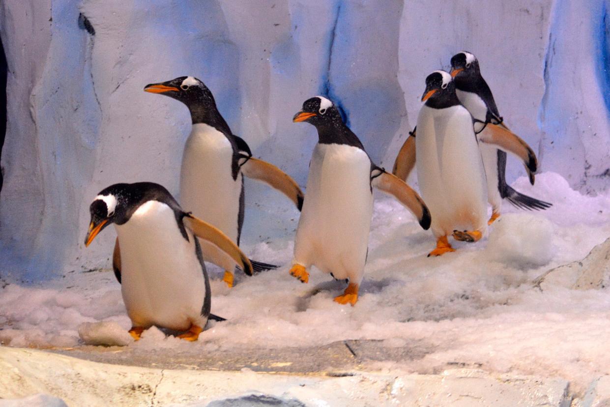 Gentoo penguins in the Antarctic Gallery at the Polk Penguin Conservation Center at the Detroit Zoo in Royal Oak.