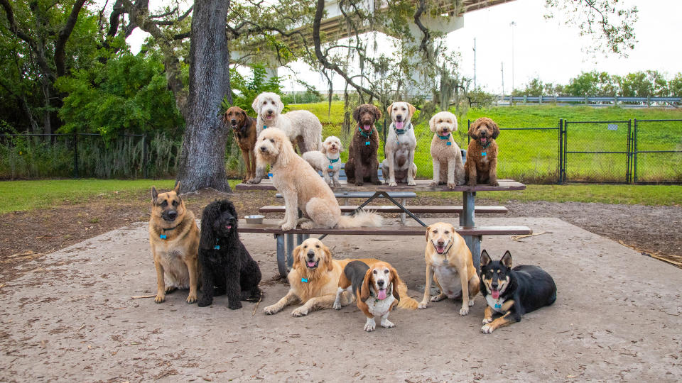 Variety of dogs on bench and table
