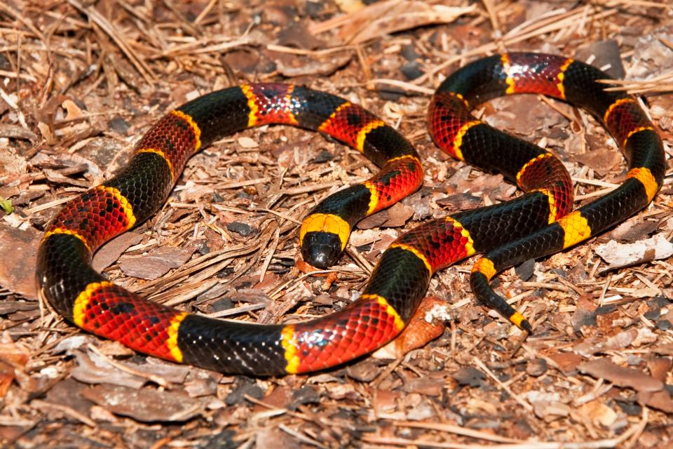 Coral snakes have one of the deadliest types of venom in North America.