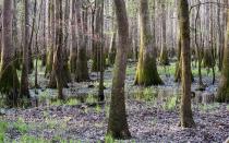 <p>Congaree National Park, covering 26,500 acres of South Carolina, is home to the largest old-growth forest in the southeastern United States. The Congaree and Wateree Rivers flow through the park, helping to sustain one of the highest deciduous tree canopies in the world. Over half of the park is designated wilderness area, so backpackers and hikers will have no problem finding untouched backcountry. There are also ample sites for camping, hiking, canoeing, and bird watching.</p>