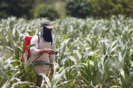 A worker sprays insecticides at a maize field destroyed by Fall Army Worm at Pak Chong district in Thailand