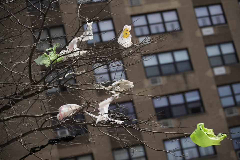 Plastic bags are tangled in the branches of a tree.