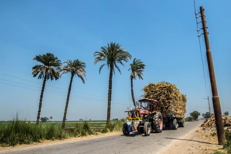 An Egyptian drives a tractor loaded with sugarcane in the southern village of Abou Shosha