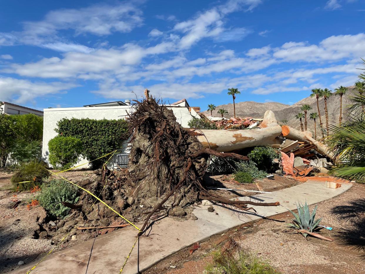 A large tree is uprooted and caused damage in Palm Desert, Calif., on Aug. 21, 2023. The Coachella Valley was cleaning up after Tropical Storm Hilary moved through.