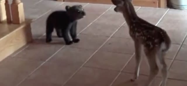 Rescued baby bear meets fawn for first time, hearts melt