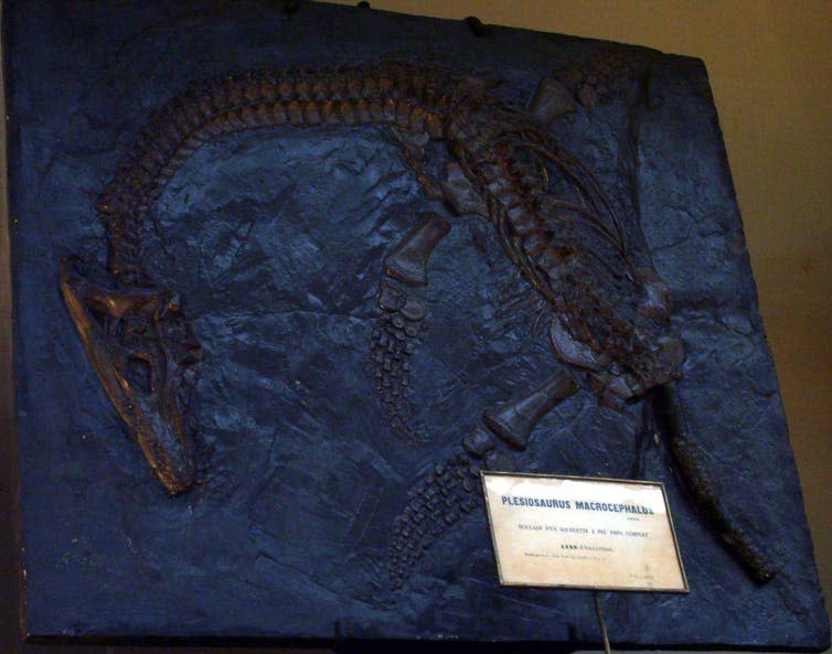 <span class="caption">Cast of Plesiosaurus macrocephalus found by Mary Anning in 1830.</span> <span class="attribution"><span class="source">Muséum national d'histoire naturelle, Paris/wikipedia</span>, <a class="link " href="http://creativecommons.org/licenses/by-sa/4.0/" rel="nofollow noopener" target="_blank" data-ylk="slk:CC BY-SA;elm:context_link;itc:0;sec:content-canvas">CC BY-SA</a></span>