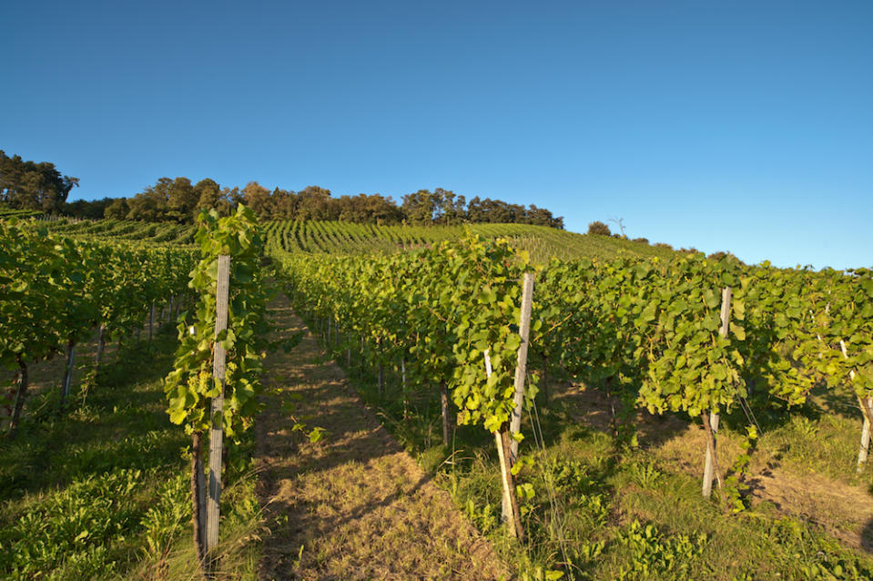 Remplacez le Sauvignon Blanc par un Calvet – Fleur Baron – Bordeaux, France