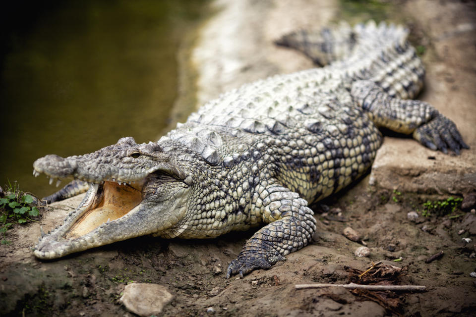 Krokodile brauchen offenbar kein Männchen für die Fortpflanzung (Symbolbild: Getty Images)