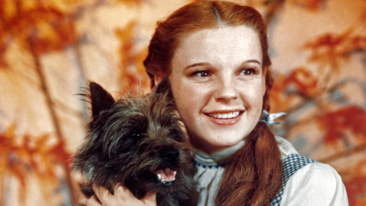 https://www.gettyimages.co.uk/detail/news-photo/judy-garland-as-character-dorothy-gale-holds-toto-in-a-news-p